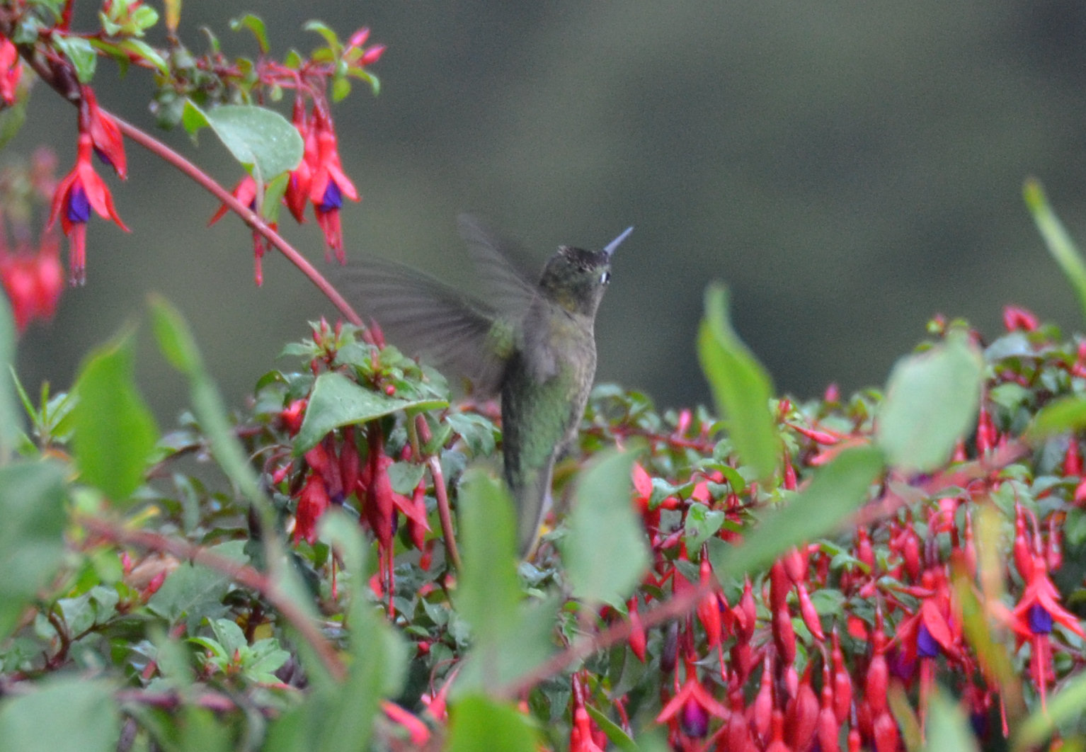 Kolibri fra Chile